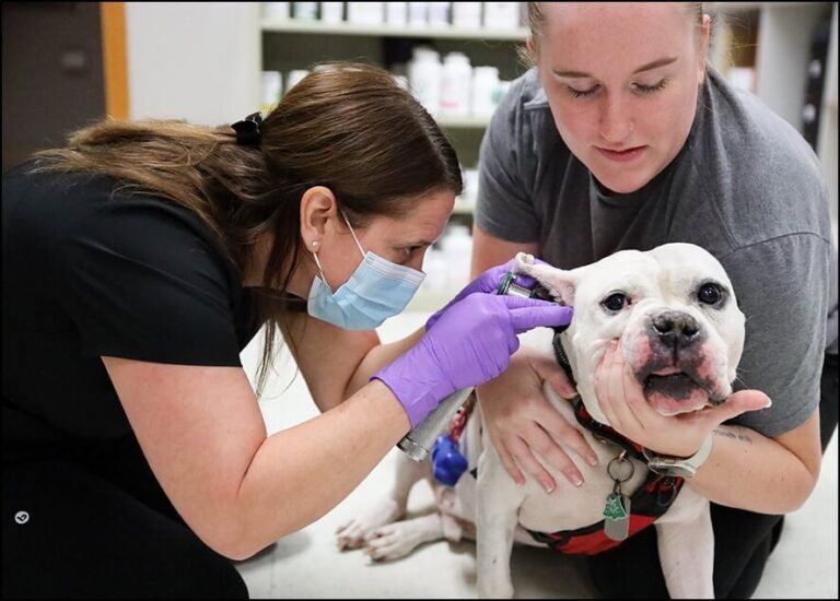 Frost Family Pet Clinic Family Oriented Vet Clinic in Rockford IL